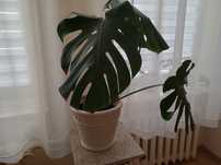 Roślina monstera razem zdoniczka