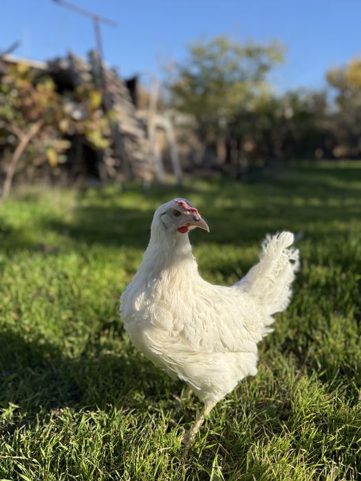 Молодка несушка с первым яйцом