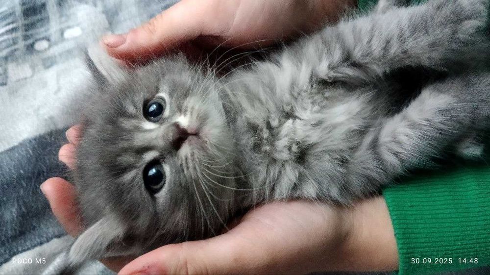 Продаю красивих кошенят