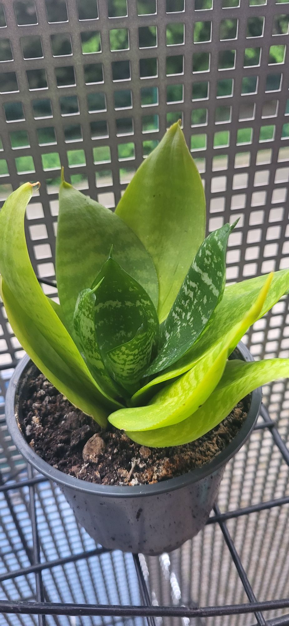 Sanseweria niska