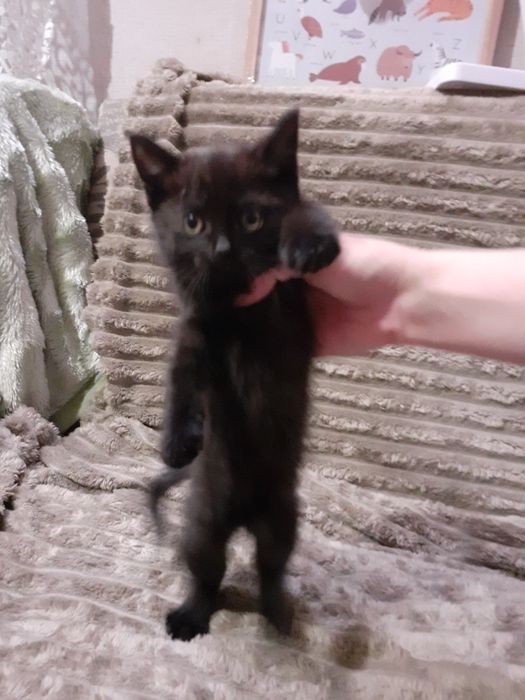 Кошенята у добрі руки