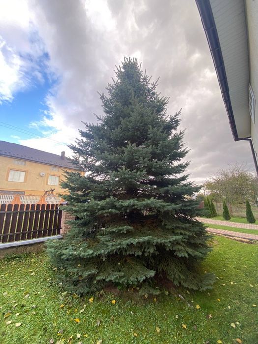 Продажться ялинка