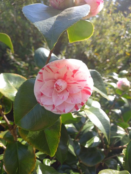 serviços de Jardim e bricolagem com experiência garantida