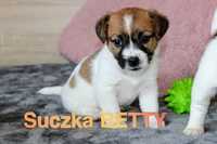 Suczka Jack Russell Terrier - Odbiór 25 maja