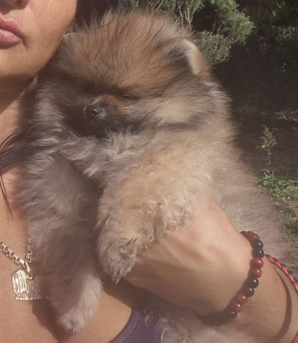 Suczka pomeranian bardzo przytulaśna