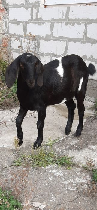 Англо - нубiйська кiзонька 100 % .