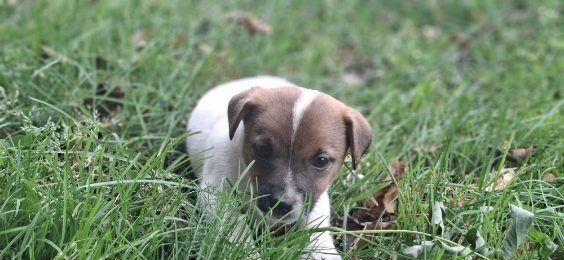 Jack russell terrier szczenię z metryką
