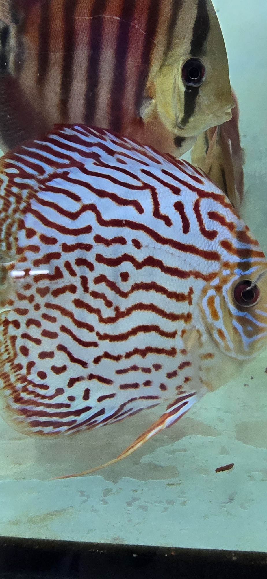12 discus 400€ 11 a 19 cm