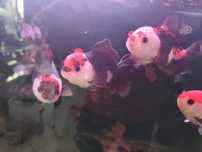 ORANDA Tricolor sklep zoologiczny Pirania Olsztyn wysyłka