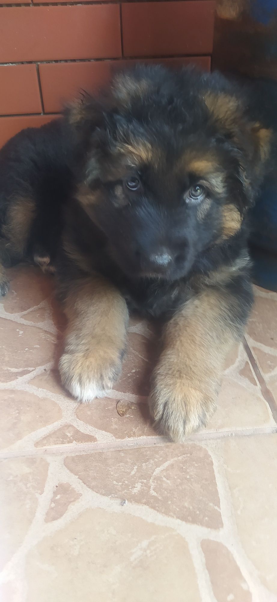Oddamy owczarki niemieckie w dobre serca