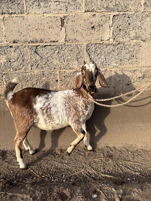 Sprzedam kozła anglonubijskiego z rodowodem
