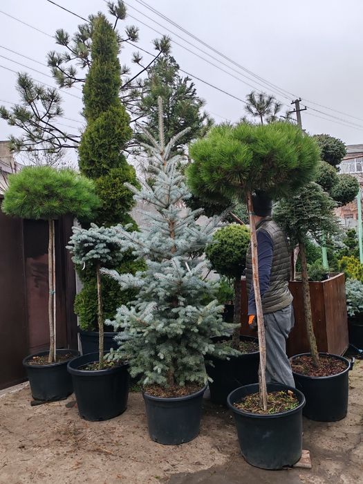 Штамбові  рослини