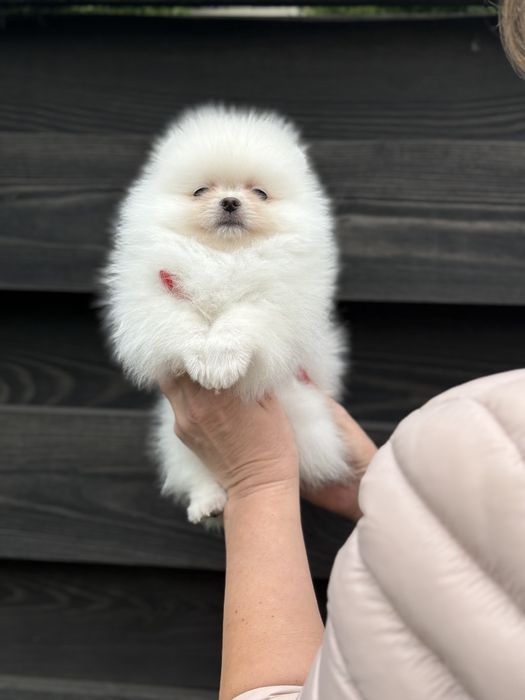 Цуценята померанського шпіца