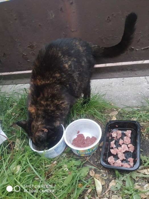 Misia szylkretowa Kotka do adopcji