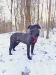 Zjawiskowo piękny, olbrzym łagodny jak owieczka. Do adopcji Cane Corso