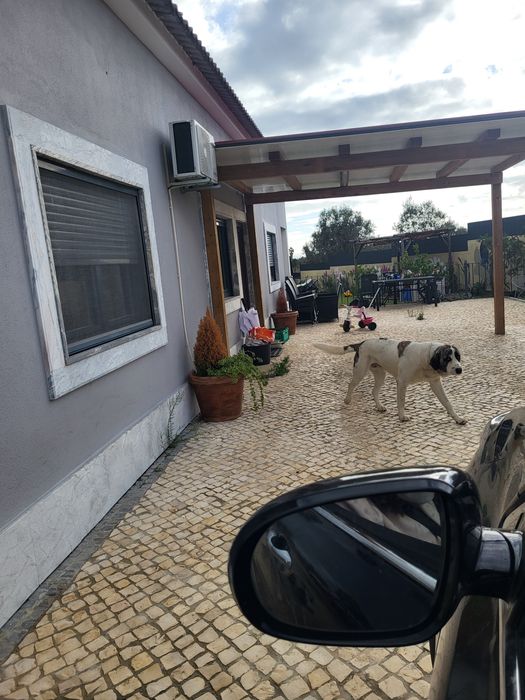 Dá-se Rafeiro Alentejo