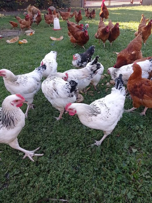 Sprzedam młode kogutki