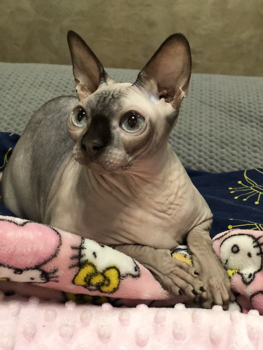 Кошка шоколадный поинт