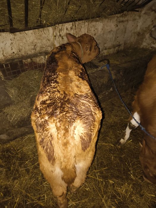 Sprzedam byczki i jalowki