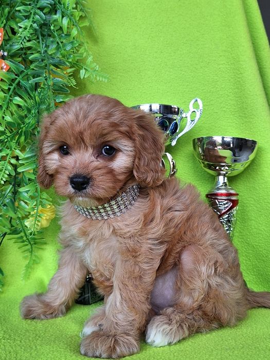 Cavapoo suczka z paszportem i certyfikatem