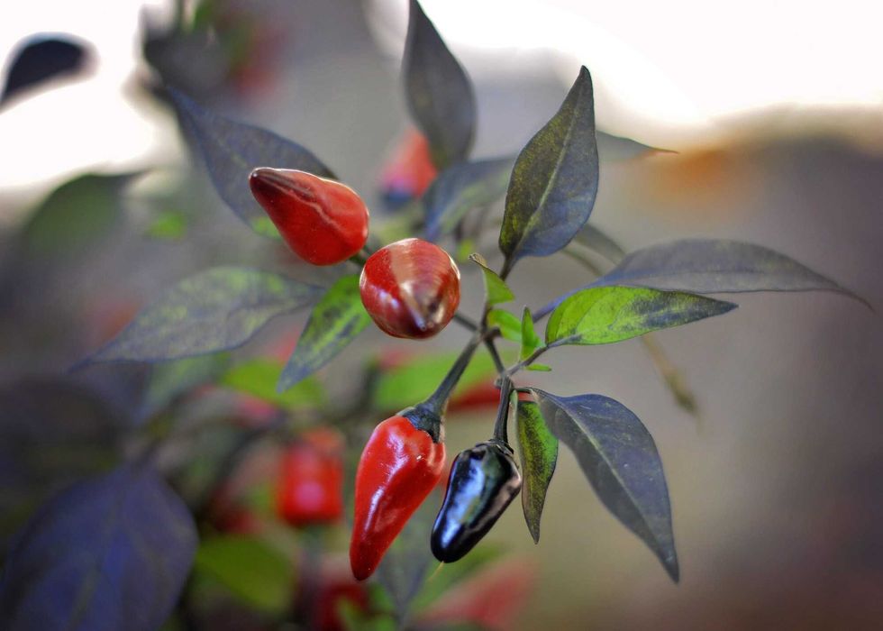 10 Sementes de Count Dracula (pimenta rara)