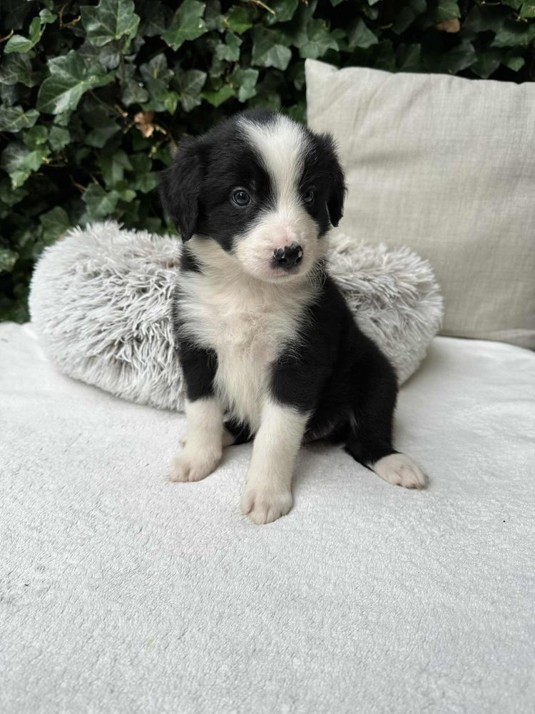 Chłopiec Border Collie