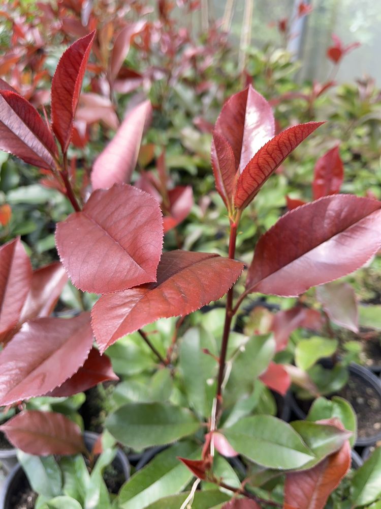 Photinia RED ROBIN