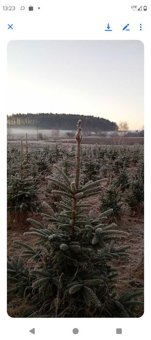 Choinka srebrna serbska do 170 cm