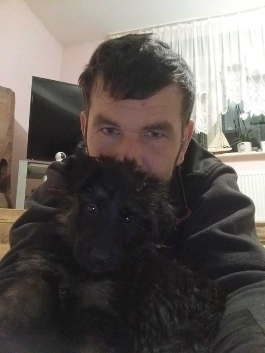 Szczeniaczki Rasy Owczarek Niemiecki długowłosy już do Odbioru