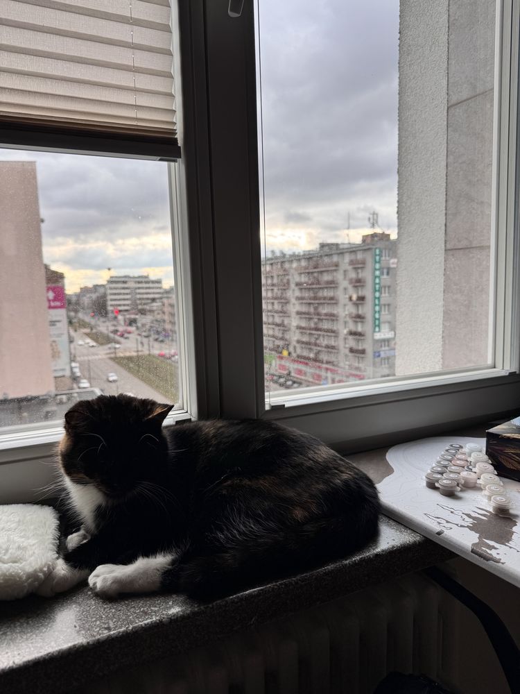 Kotka do adoptacji