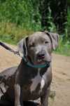 American Bully XL Okazja! Wnuk Grand Championa Logana!
