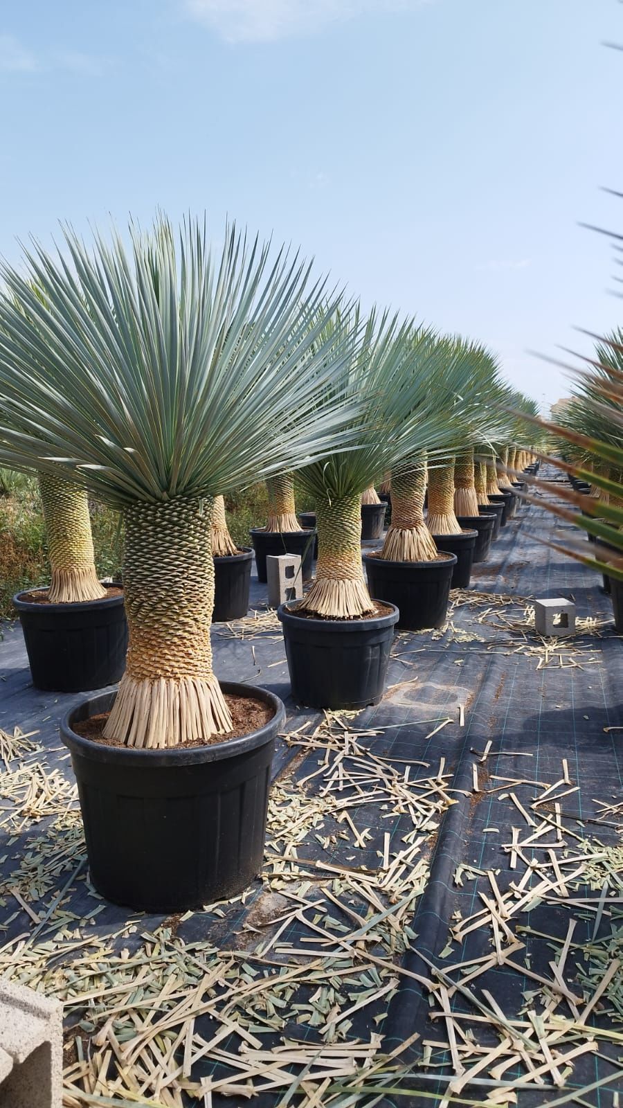 Yucca rostrata 150cm pień 40-50cm. Juka. Yucca filifera