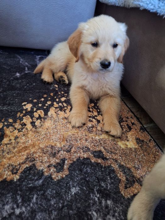 Linia amerykańska rudy samczyk  ZKPL/DNA/gen/ badania