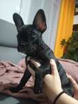 Buldog francuski suczka
