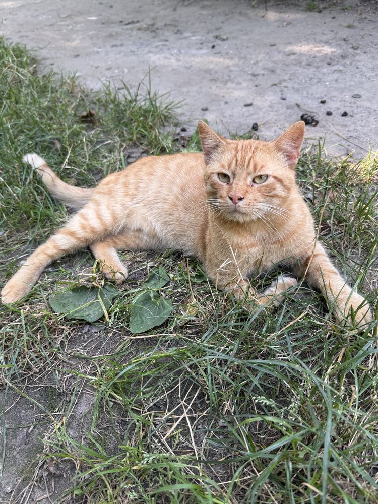 Прилаштовується особливий рудий котик!