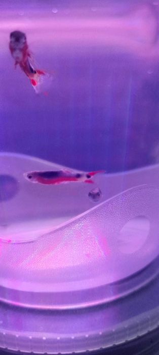 Vendo Guppy Santa Maria