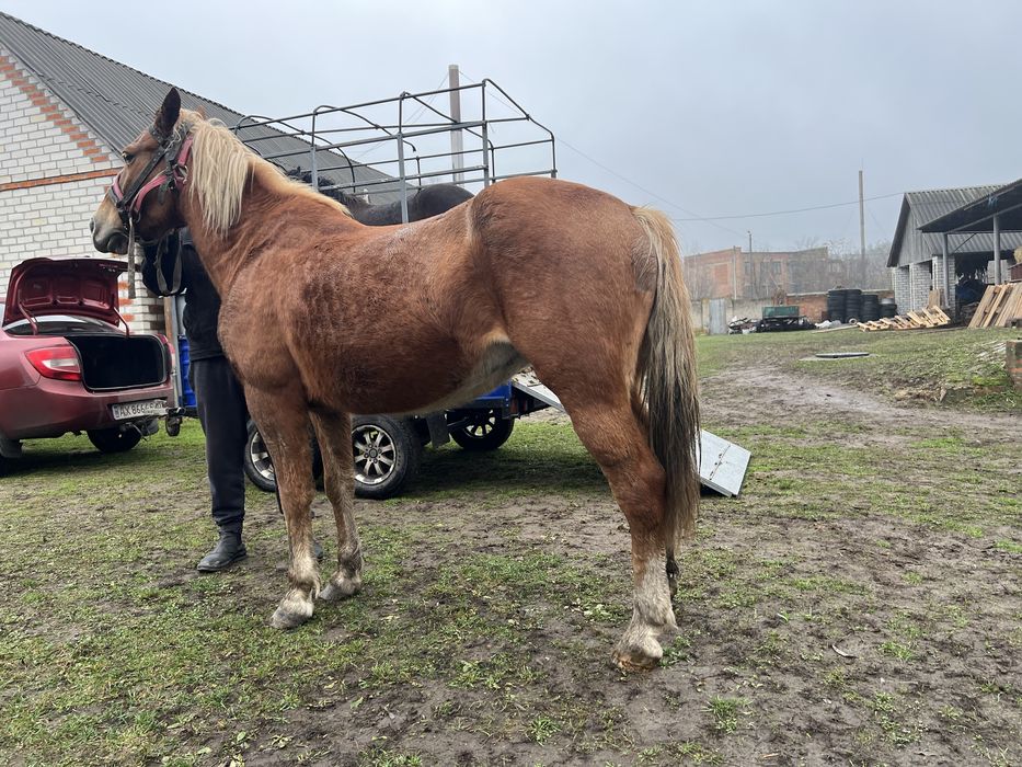 Продам рабочую лошадь