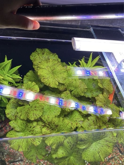 Roślina Lotos czerwony i zielony