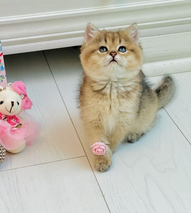 Британська золота шиншилла