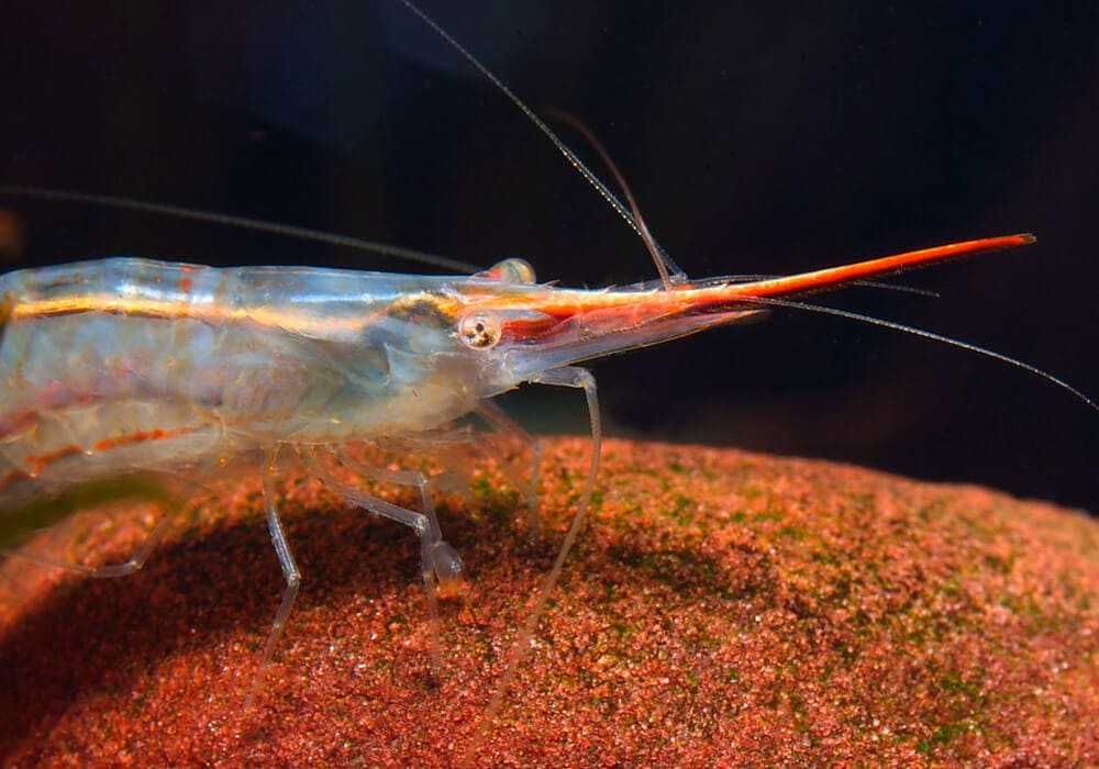 Krewetka PINOKIO - Caridina gracilirostris - RED NOSE - dowóz, wysyłka