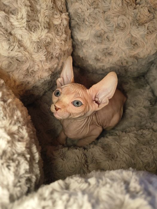 Nico sfinks kanadyjski do rezerwacji