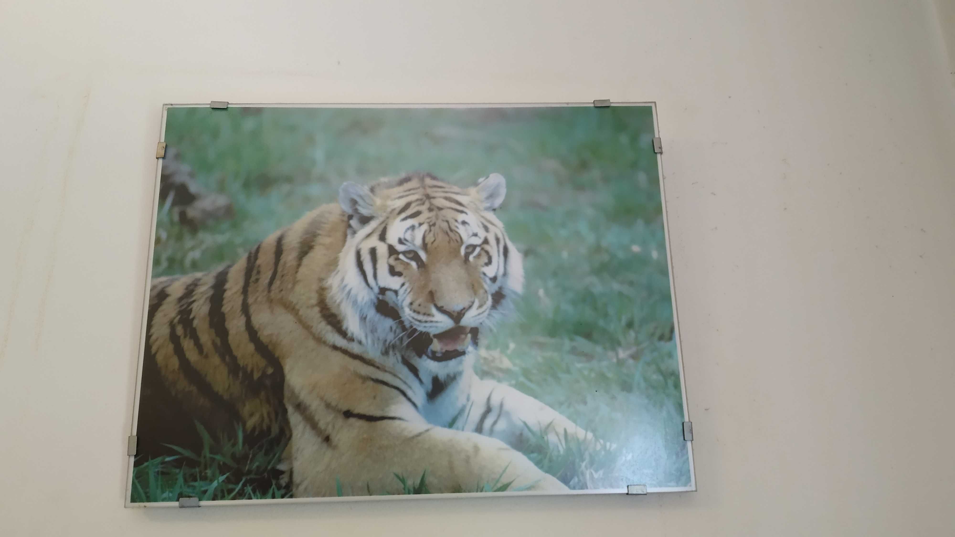 Colecção de quadros com tigres - NEGOCIÁVEL