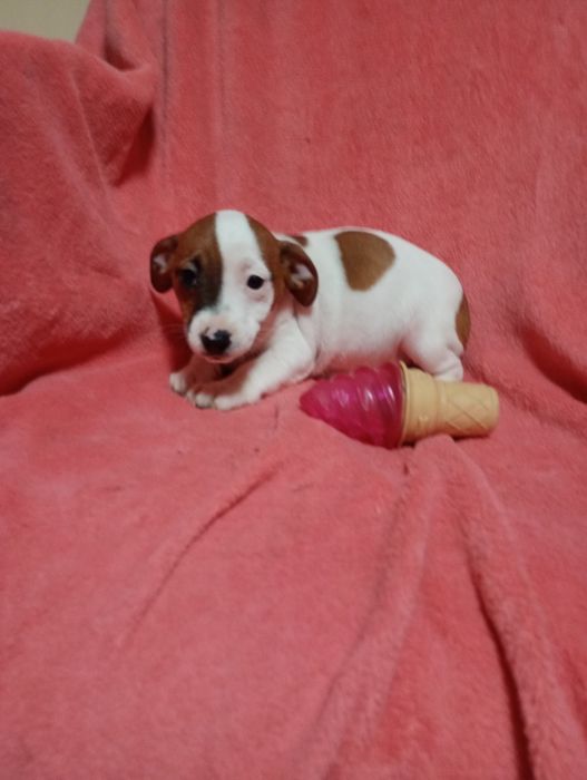 Suczka Jack Russell Terrier szuka domku bicolor
