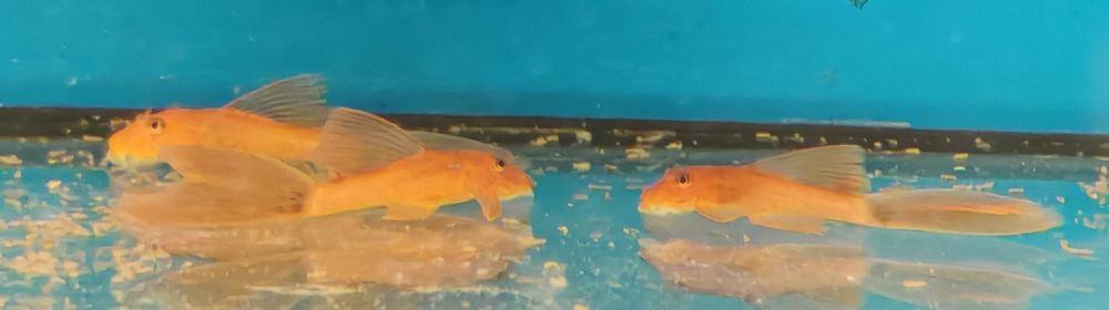 Zbrojnik czerwony weloniasty Ancistrus red Aquafizz Creative