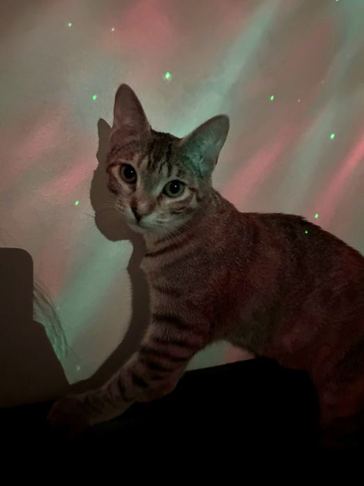 2 Bebés fêmeas para adoção responsável