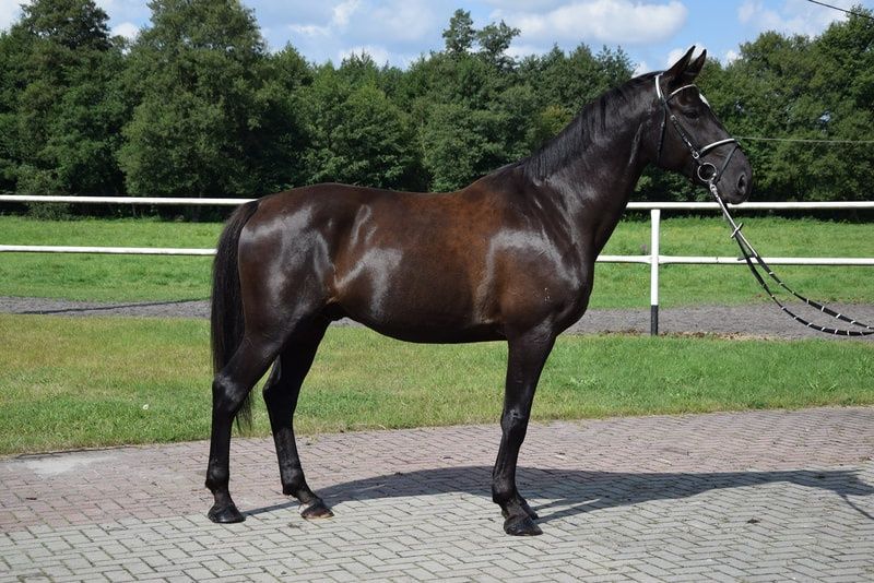 Wałach 10lat, 167cm profesorek dla dziecka