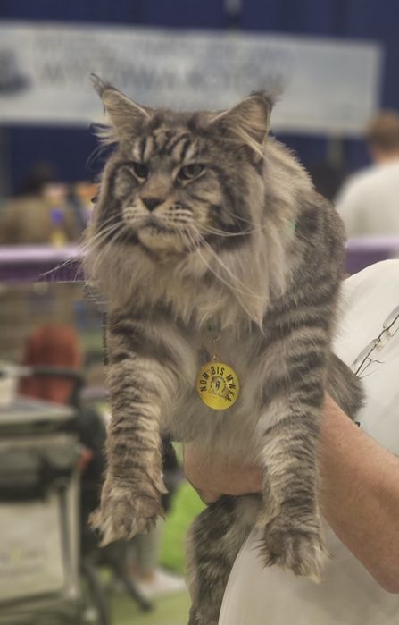 DOZA Kotka Maine Coon