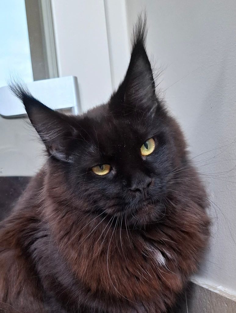 Srebrzysta Maine Coon - będzie duża :-)