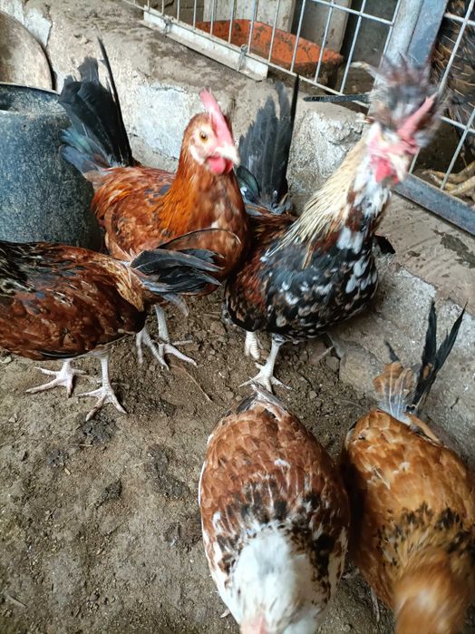 Garnizos.             .