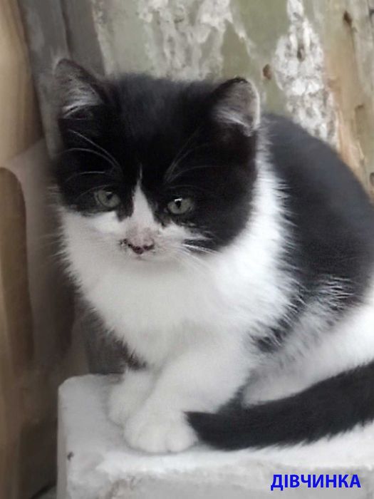 Котята Кошенята в добрі руки